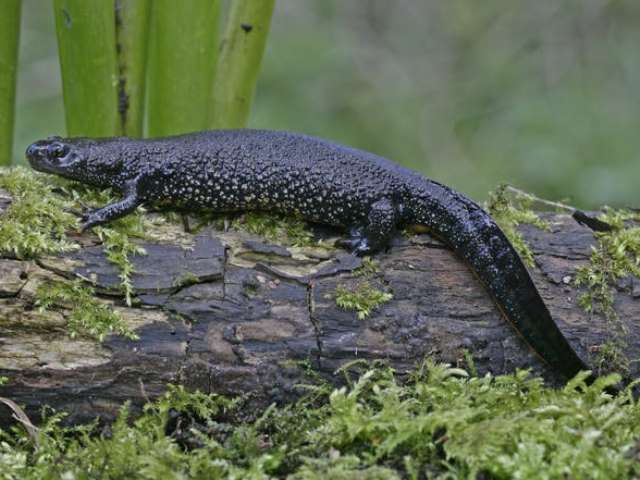 Great crested newt